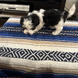 Girl 1 - Black and white female Havanese puppy in North Richland Hills, Texas from A Royal Havanese Court