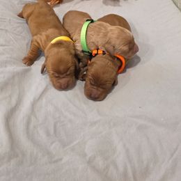 Green Boy - Dark golden male Golden Retriever puppy in Lebanon, Oregon from SnowPeakPaws