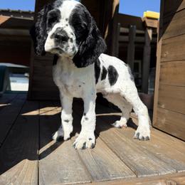 Whiskey - Black and white male Cocker Spaniel puppy in Mico, Texas from Stonegate Cocker Spaniels