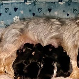 Yorkshire Terriers from Julie's Yorkies