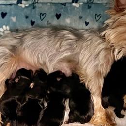Yorkshire Terriers from Julie's Yorkies