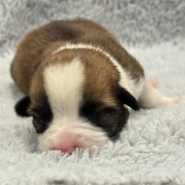 Red Female 4 - Red female Pembroke Welsh Corgi puppy in Stephenville, Texas from Rising JM Pembrokes