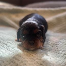 Girl 4 - Black and tan female Cavalier King Charles Spaniel puppy in Wilton, California from Becky's Cavalier King Charles Spaniels