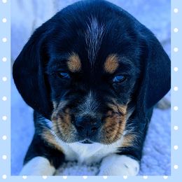 Beagle Puppies from Jennifer Knapp's Beagles