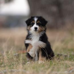 Orion - Black tri male Toy Australian Shepherd puppy in Georgetown, Texas from Minikin Manor