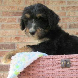 Aussiedoodle, Australian Shepherd, and Poodle Puppies from Kay Kay's Pupper Patch