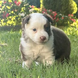 Miniature American Shepherd puppies from Fine Hill Miniature Americans