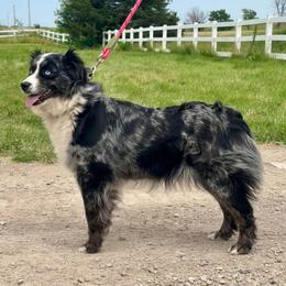 Stormi - Miniature Australian Shepherd