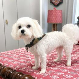 Duke - Maltese