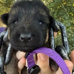Uva - Black and red female German Shepherd puppy in Marianna, Florida from Haus M Godwin
