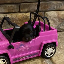 MIDNIGHT CKC FULL RIGHTS - Black male Dachshund puppy in Elizabethtown, Kentucky from Teeny Tiny Puppy Tails