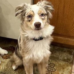Australian Shepherd and Miniature American Shepherd Puppies from Countryside Kennels and Aussies