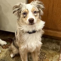 Australian Shepherd and Miniature American Shepherd Puppies from Countryside Kennels and Aussies