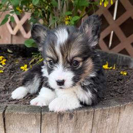 Honey - Black and tan female Pembroke Welsh Corgi puppy in Bakersfield, California from Kern River Corgis