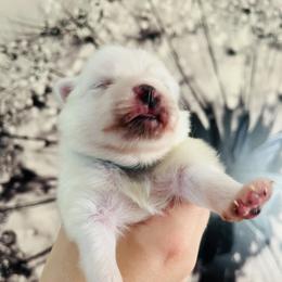 Alvin - White male Pomeranian puppy in St. Louis, Missouri from Saint Louis Pomeranian babies