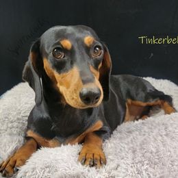 Tinkerbelle - Dachshund