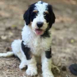Bernedoodles, Goldendoodles, and Sheepadoodles from Quailridge Poodles and Doodles