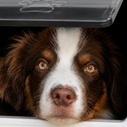 Howl - Red tri male Miniature Australian Shepherd puppy in Macomb, Missouri from Show Me MO Aussies