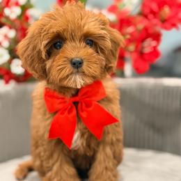 Jubilee - Red female Cavapoo puppy in Apple Valley, California from Fletcher Fuzzy Friends