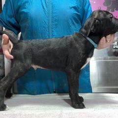 Blue Collar M - Brindle male Mountain Cur puppy in Georgetown, Ohio from Walnut Ridge Mountain Curs