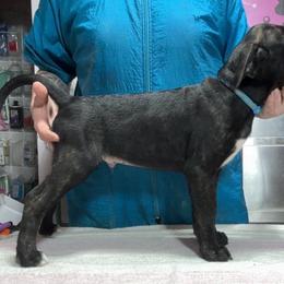 Blue Collar M - Brindle male Mountain Cur puppy in Georgetown, Ohio from Walnut Ridge Mountain Curs