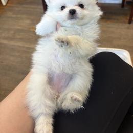 French Bulldog and Pomeranian Puppies from Heartfelt Kennels