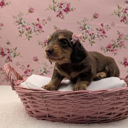 Dachshund Puppies from Hot Diggity Doxies of Dothan