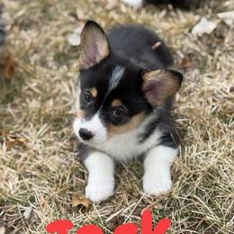 Jack - Black and tan male Pembroke Welsh Corgi puppy in Hotchkiss, Colorado from Grand Mesa Corgis