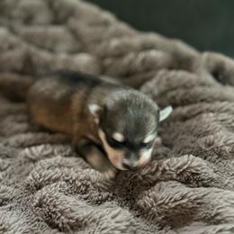 Frankie - Wolf sable male Pomsky puppy in Doon, Iowa from Luxury Pomsky