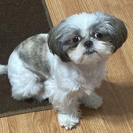 Shih Tzus from Baby Girl’s Yorkies, Shih-Tzu, Shorkies