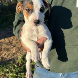 Puppy 1 - Tri-color female Jack Russell Terrier puppy in Centerville, Pennsylvania from Rose Haven Farm