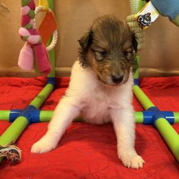 Olivia - Sable and white female Collie puppy in Carencro, Louisiana from Cajun Bayou's Collies LLC