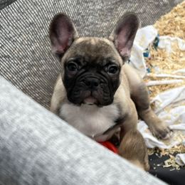 French Bulldog and Rottweiler Puppies from Von Darr Kennels