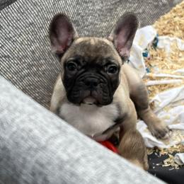French Bulldog and Rottweiler Puppies from Von Darr Kennels