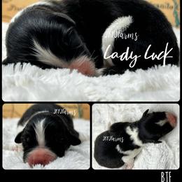 4 Lady Luck, BTF - Black tri-color female Australian Shepherd puppy in Huntington, Texas from JKKJ Farms, LLC