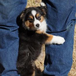 Black Tri Most Copper - Black tri female Miniature Australian Shepherd puppy in Lawton, Oklahoma from Lindsey’s Aussies