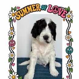 Happy - Parti male Goldendoodle puppy in Frostproof, Florida from Lover Dover Doodles