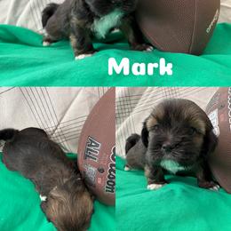 Mark - Charcoal male Lhasa Apso puppy in Cincinnati, Ohio from Shangri-La Lhasa Apsos