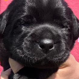 Linda - Black female Labrador Retriever puppy in Petersburg, Kentucky from Mahan Labs