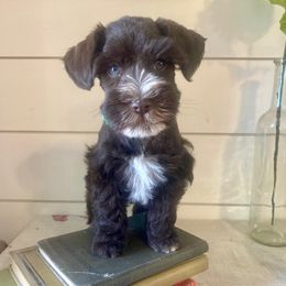Miniature Schnauzer Puppies from Stellar Schnauzers