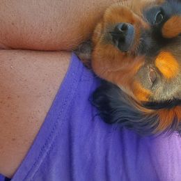 Cavalier King Charles Spaniel Puppies from Wasteland Cavaliers