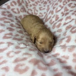 Chester - Cream male Dachshund puppy in Lake City, Florida from My Ditzy Doxies of Florida