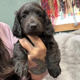 Shadow - Black male Dachshund puppy in Cabool, Missouri from Dachshund's of Country Magic Farms in Missouri