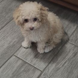 Sandy - Cream female Poodle puppy in Chandler, Arizona from Fabi Poodle