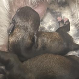 Lilly - Salt and pepper female Miniature Schnauzer puppy in Little Elm, Texas from Matrix Schnauzers