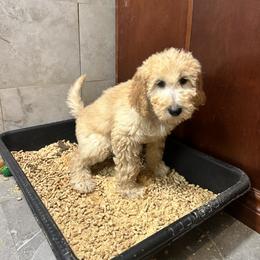 Goldendoodle Puppies from 24 Karat Doodles