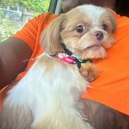 Suki - Shih Tzu