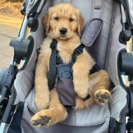 Norman - Dark golden male Golden Retriever puppy in Bountiful, Utah from Everest's Golden Legacy