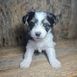 Shadow - Parti male Yorkshire Terrier puppy in Mountain Grove, Missouri from Precious Puppies