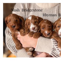 Nash - Red  male Goldendoodle puppy in New Harmony, Indiana from Cottonwood Farms